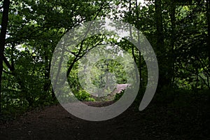 Path leading to the exit from the forest.